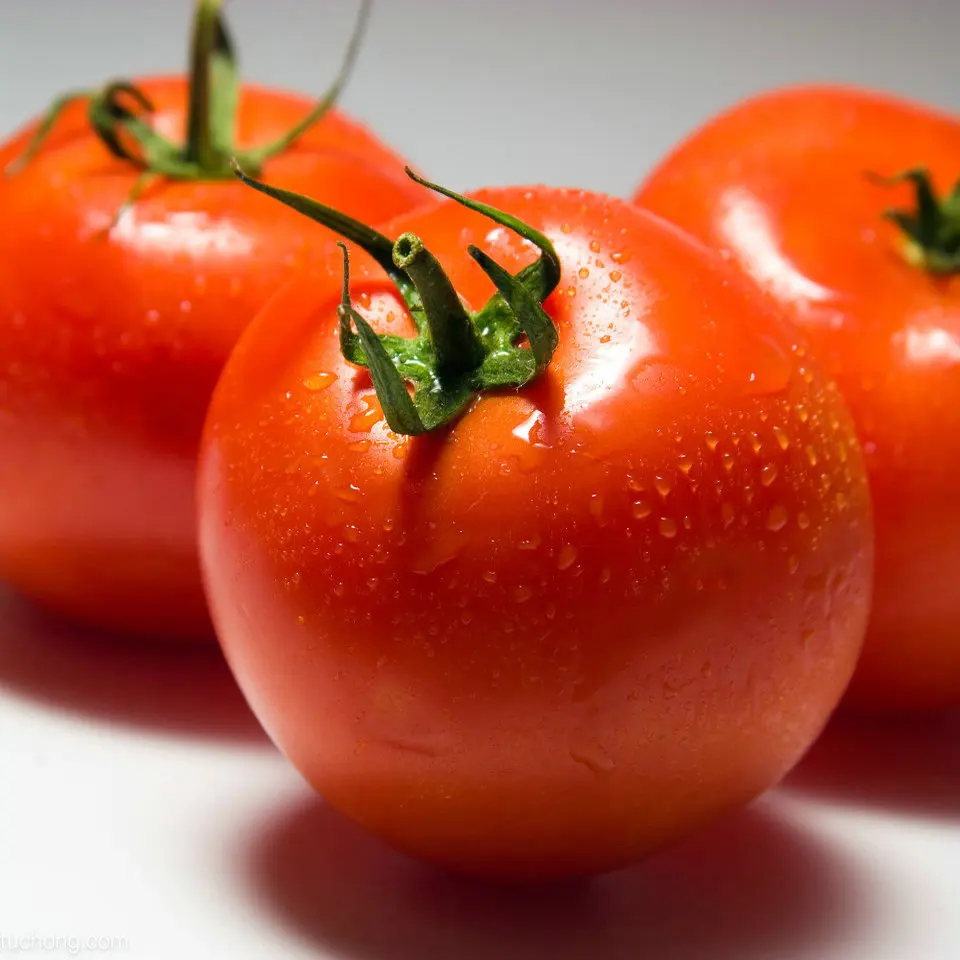 fresh tomato export standard price for sale high quality with