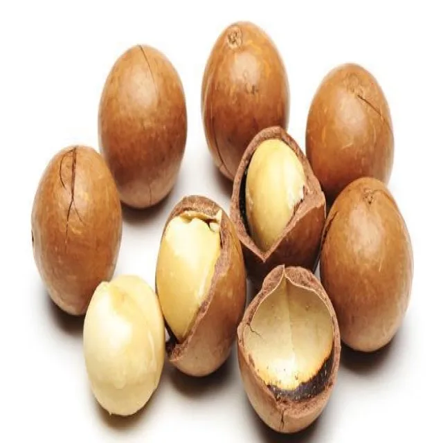 Top Product!!! Macadamia Nut/ Nut Shell From Vietnam With Best Price