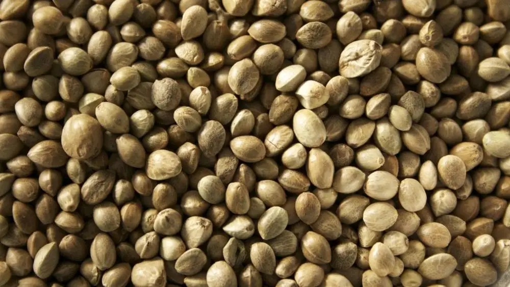 high quality hemp seeds