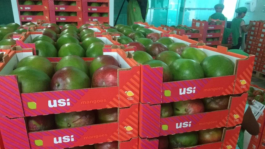 mango pack 3.jpg