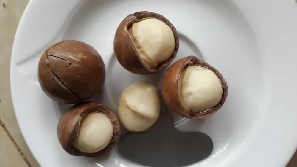 
100% QUALITY GUARANTEE Macadamia nuts, roasted macadamia, organic macadamia nuts( PHOEBE) 