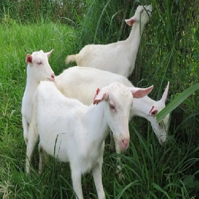 Saanen Goat 8.jpg