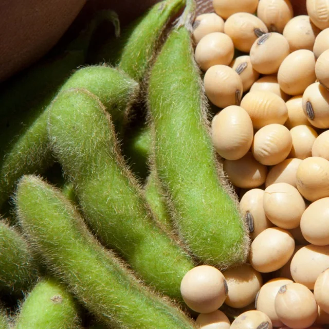 
Soya beans 