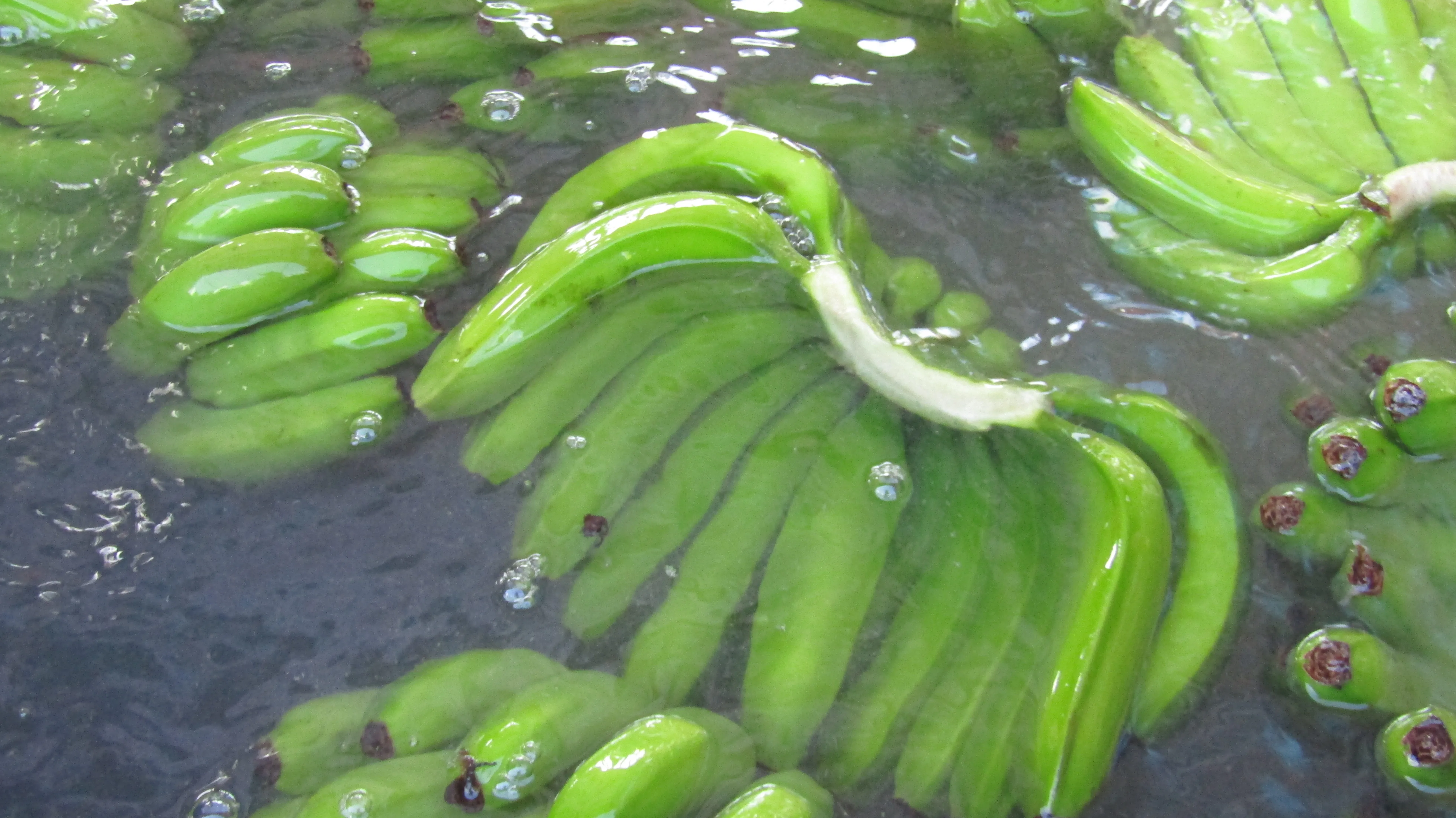 
Green cavendish bananas from Viet Nam (Bien Ho) 