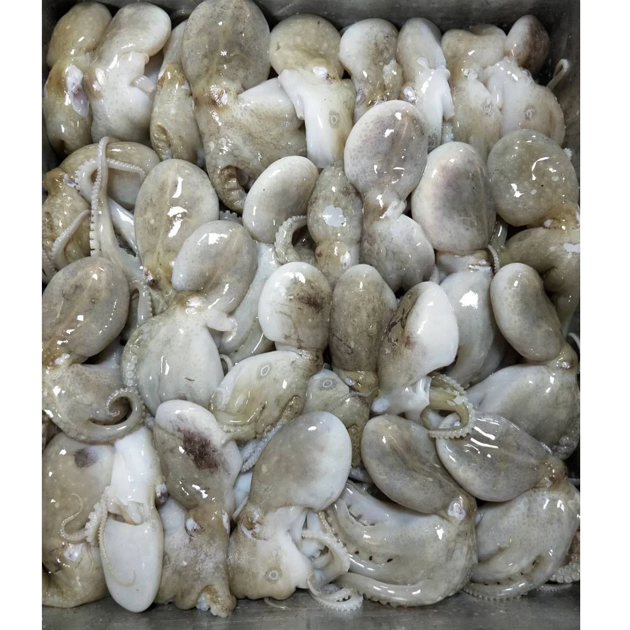 
Frozen whole clean baby octopus from VietNam (Certification: HACCP...) 