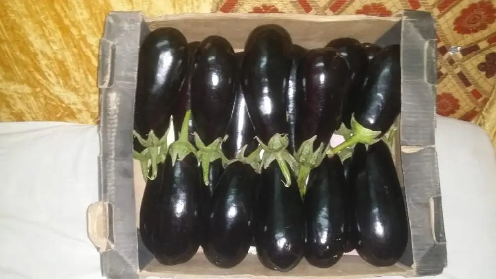 
Fresh Eggplant Origin Egypt 