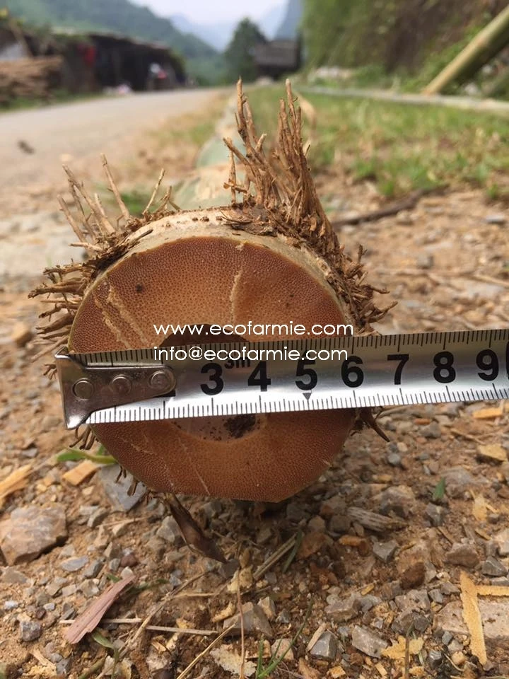 
Solid dried bamboo poles for gardening and construction from Vietnam 