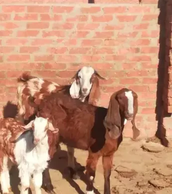 
Zaraibi goats,cow,camel,sheep,goat,ox,bull 