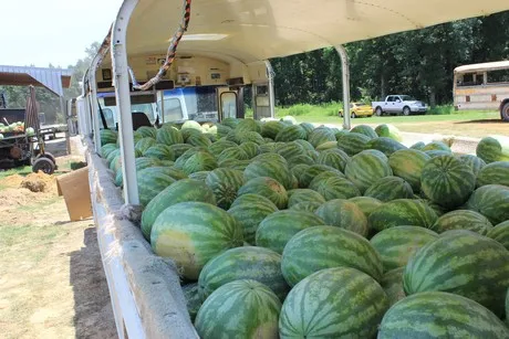 
Fresh Water Melons 
