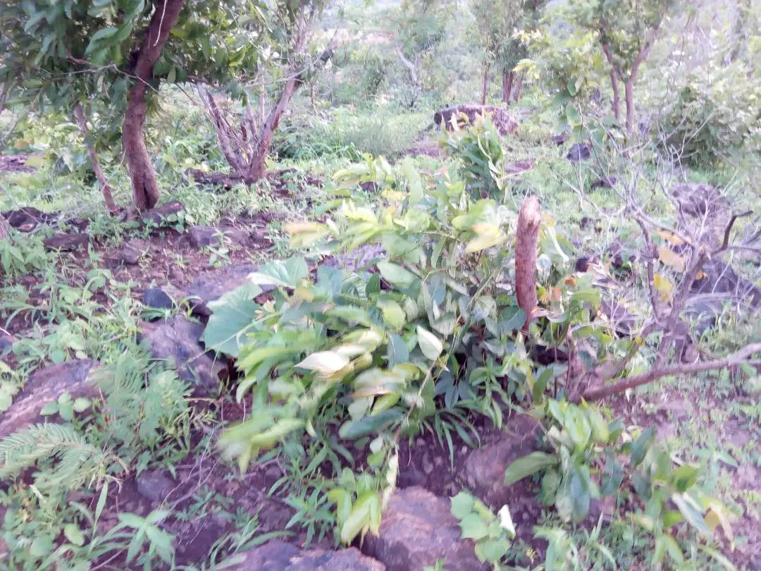 
high quality 15 - 35% raw cassiterite high grade copper ore for sale 