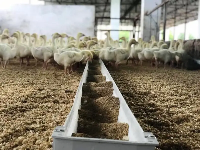 
Live Pekin Duck chicks from Turkey 