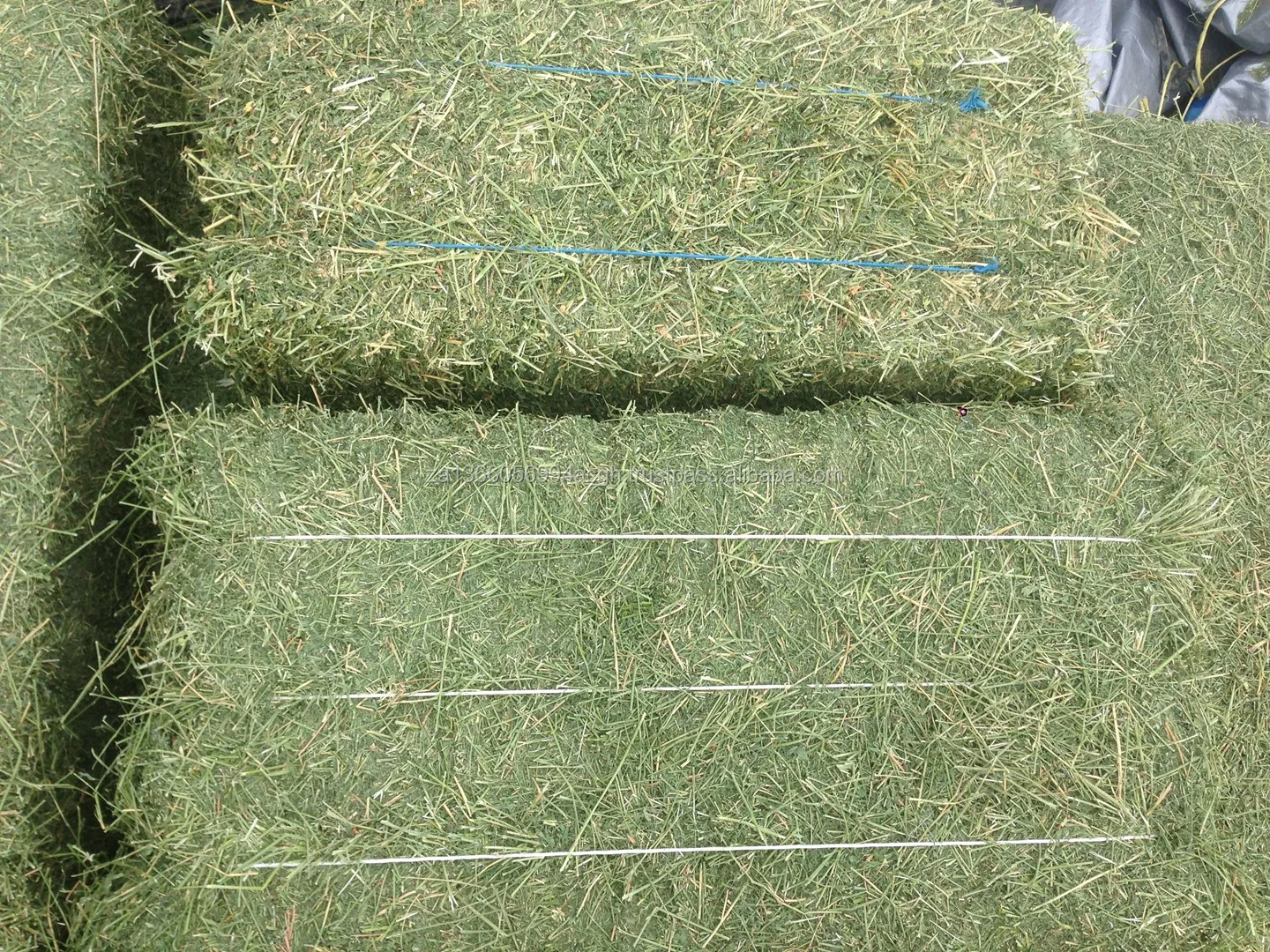 ALFALFA HAY1.jpg