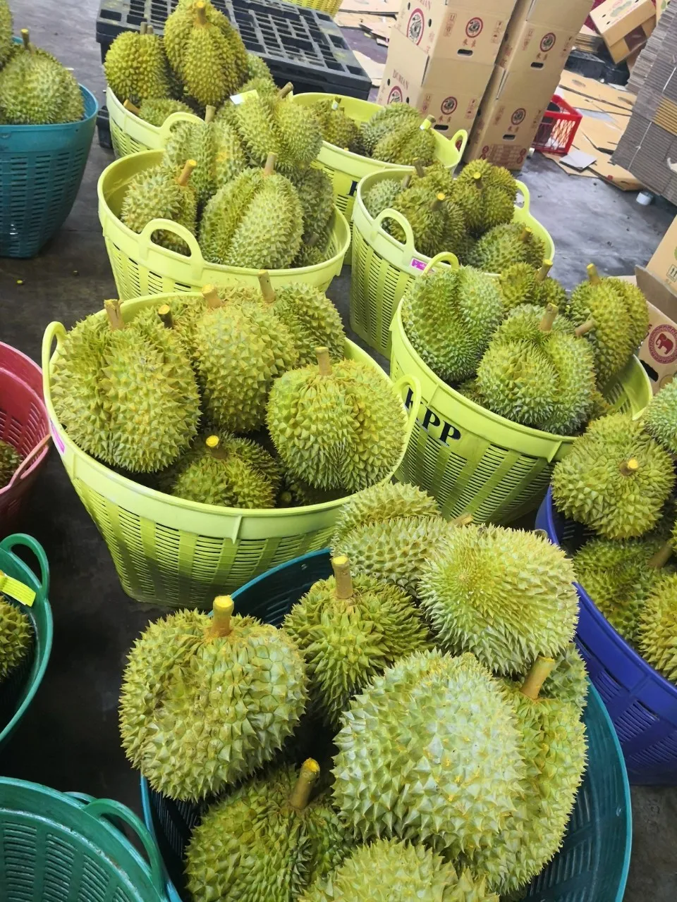 Thailand Supplier Best Grade Sweet Monthong Fresh Durian Fruit Buy