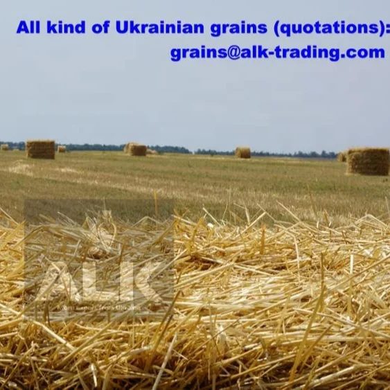 
Wheat Grain in bulk / hight quality wheat, whole nutrition grain for export from Ukraine 