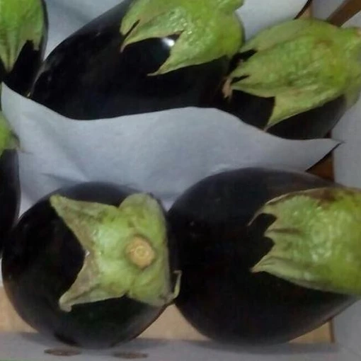 
Fresh Eggplant Origin Egypt 