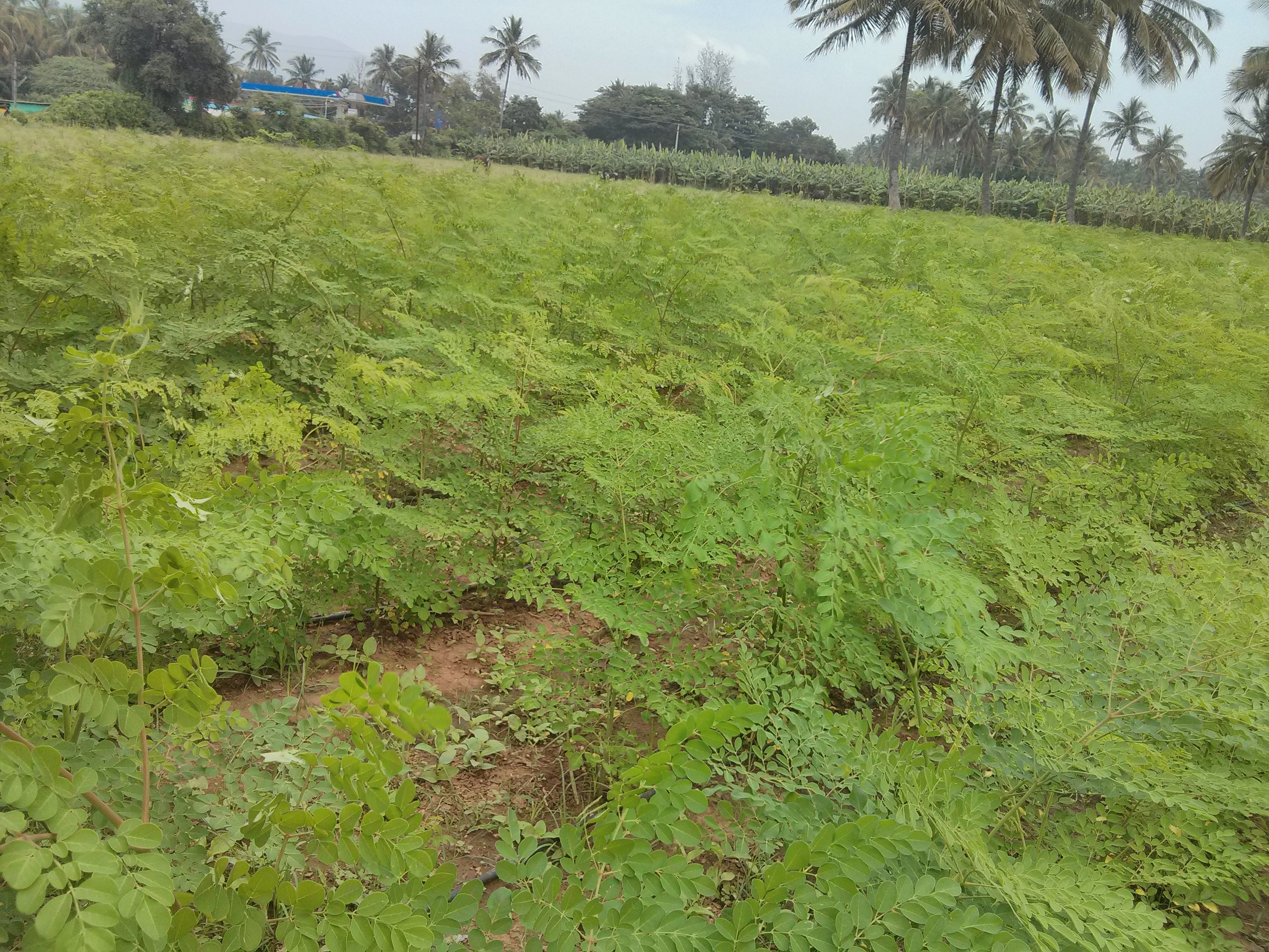 
Skin Whitening Face pack 