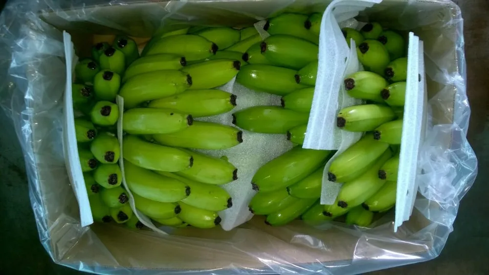 印度卡文迪什香蕉 g9 质量