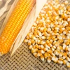 Maize for Human & Animal Feed