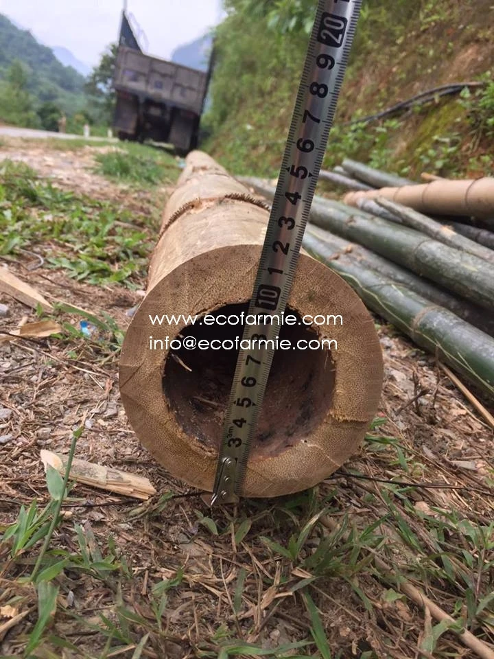 
Solid dried bamboo poles for gardening and construction from Vietnam 