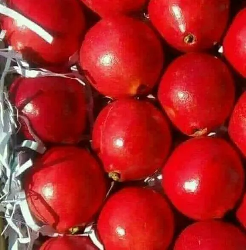 Pomegranate16.jpg