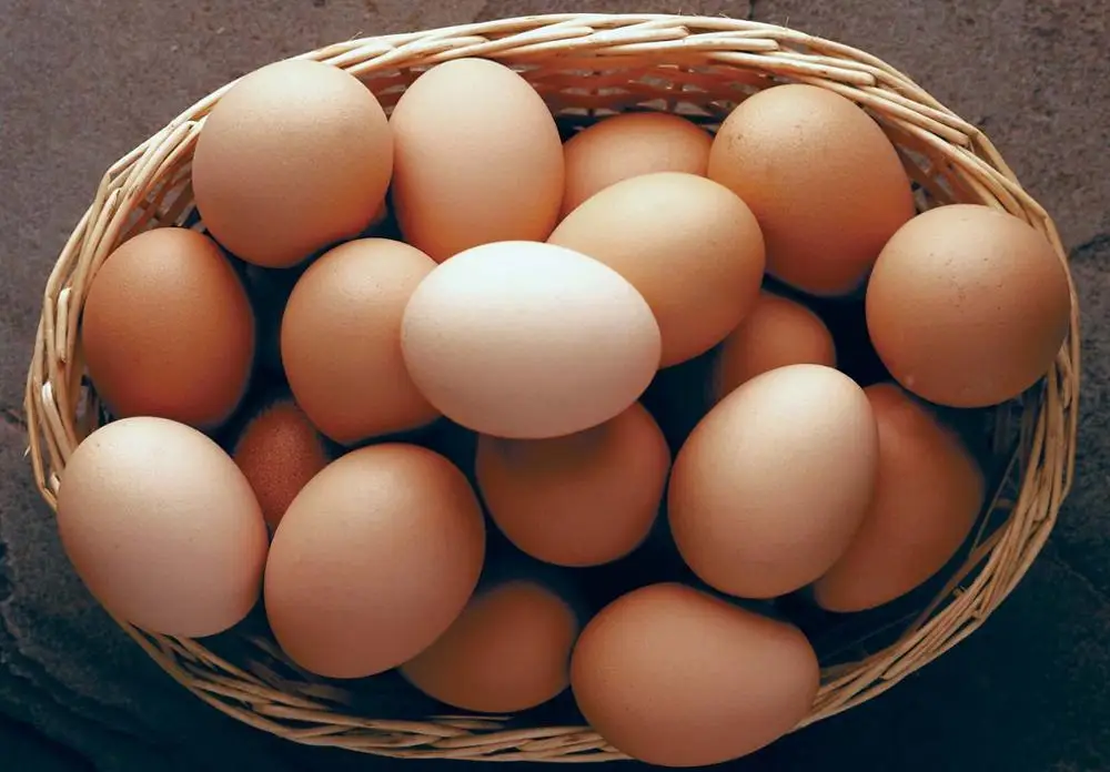 premium quality fresh chicken table eggs & fertilized hatching