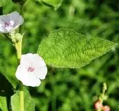 Marshmallow Leave & Flower.jpg