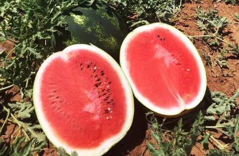 
Fresh Water Melons 