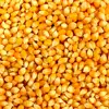 /product-detail/best-quality-china-animal-feed-yellow-corn-big-grains-yellow-white-cor-62012854593.html