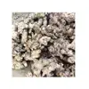 VIETNAM GINGER/ FRESH GINGER/ NEW HARVEST GINGER ( Ms,Jenny 00841203970669)