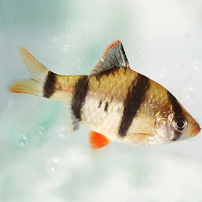 tropical fish live from thailand wholesale