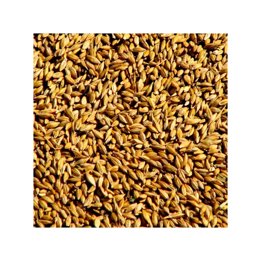 
Rye for Sale with Fast Delivery 