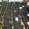 100 baby virgin human hair, quality 11A grade Cambodian prepare ship to Israel virgin cuticle aligned hair