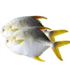 High Quality Live Quick Frozen Golden Pompano Pomfret Fish Hot Sale Frozen Golden Pompano For Market