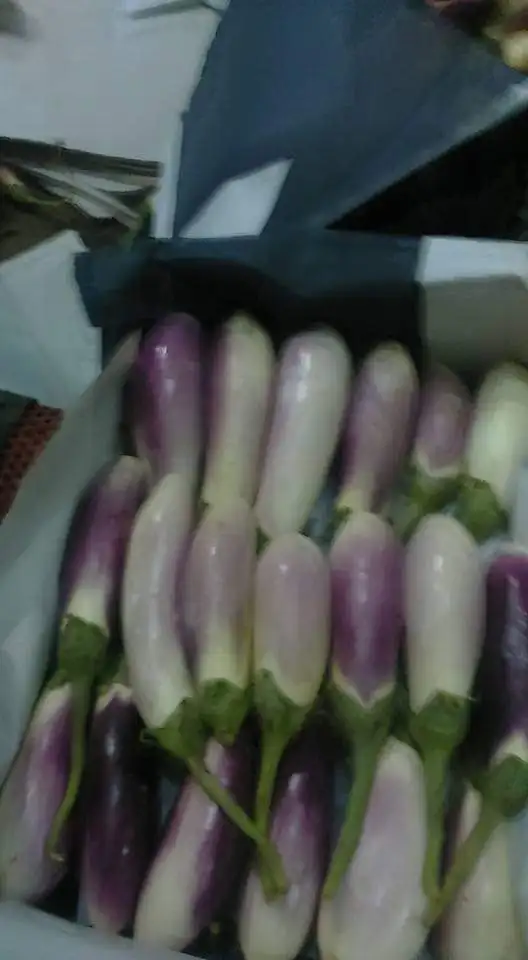 
Fresh Eggplant Origin Egypt 