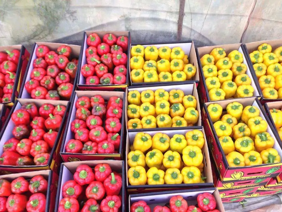 
Preserved Fresh Capsicum 