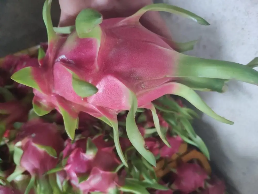 
Vietnam Fresh fruit/ Fresh dragon fruit for export 