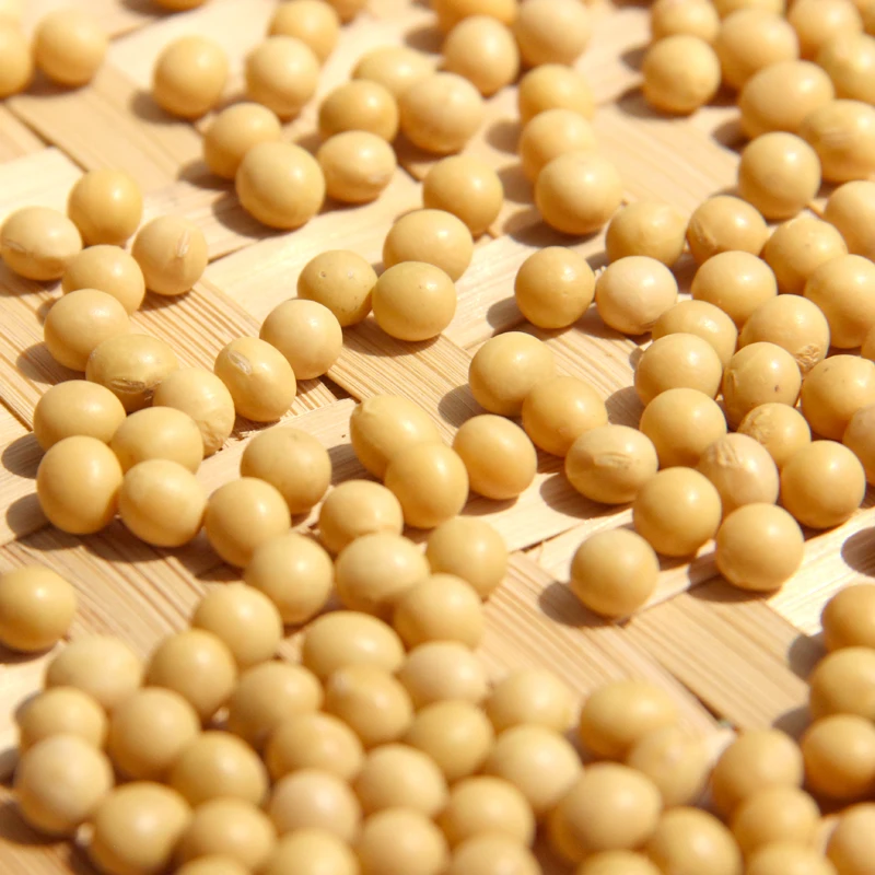 Massal Benih Kedelai untuk Makan, Organik Kacang Kedelai Supplier