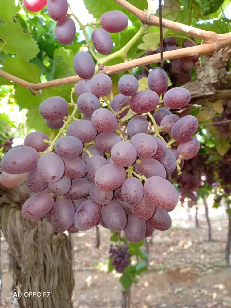 fresh seedless red grape crimson