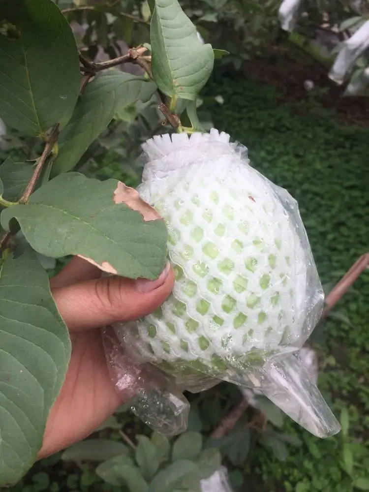 
New season crop 2020 price fresh guava export with white flesh carton box 9kg 10kg net weight origin Vietnam 