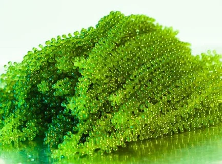 rong-bien-co-tac-dung-gi-2