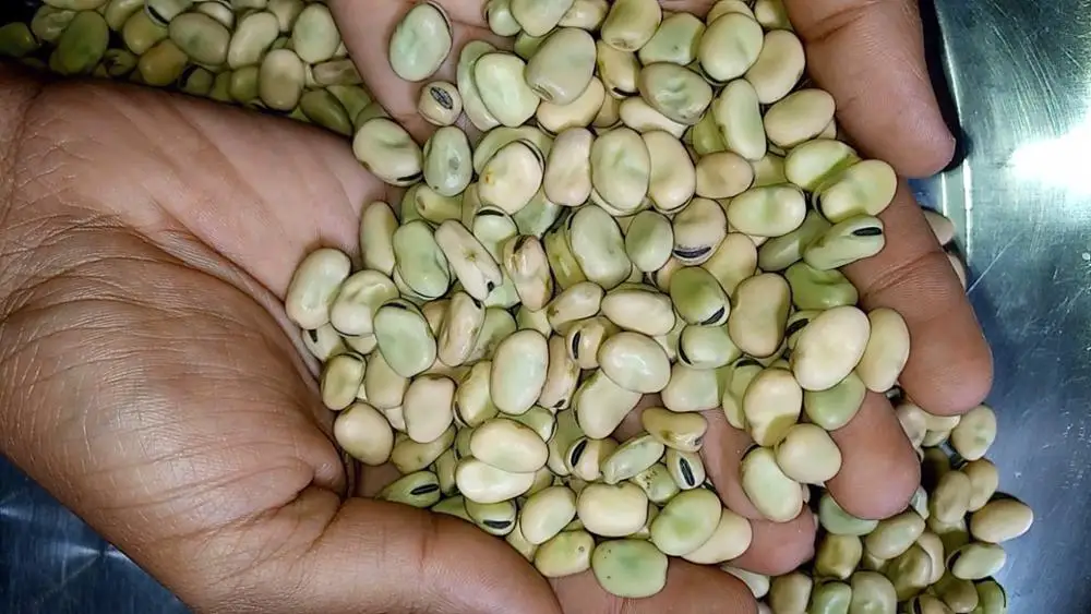
Exceptional Broad Beans from the Heart of Ethiopia 