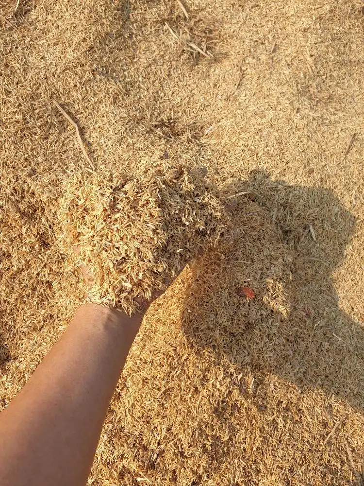 
Rice Husk Raw Quality for Animal Feed 