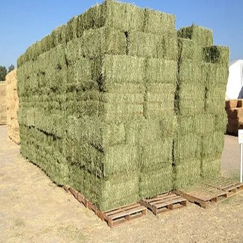 
Alfalfa Hay and Other Hay Types For feed  (1600130486856)