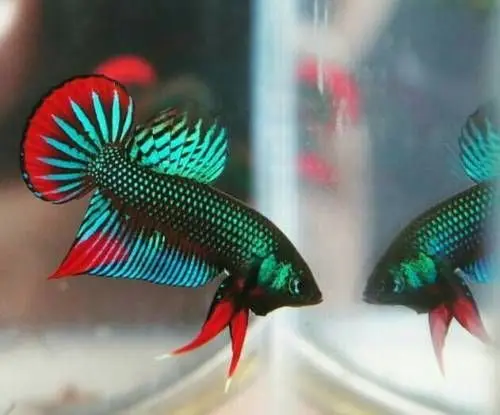 types of wild betta fish