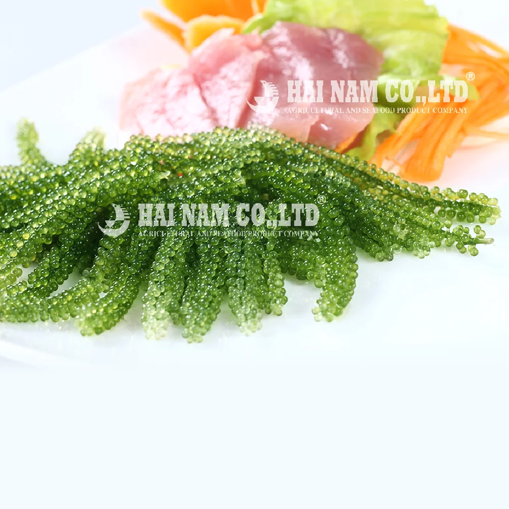 
Wholesale High Quality Fresh Salted Style Grape Seaweed Made In Vietnam 