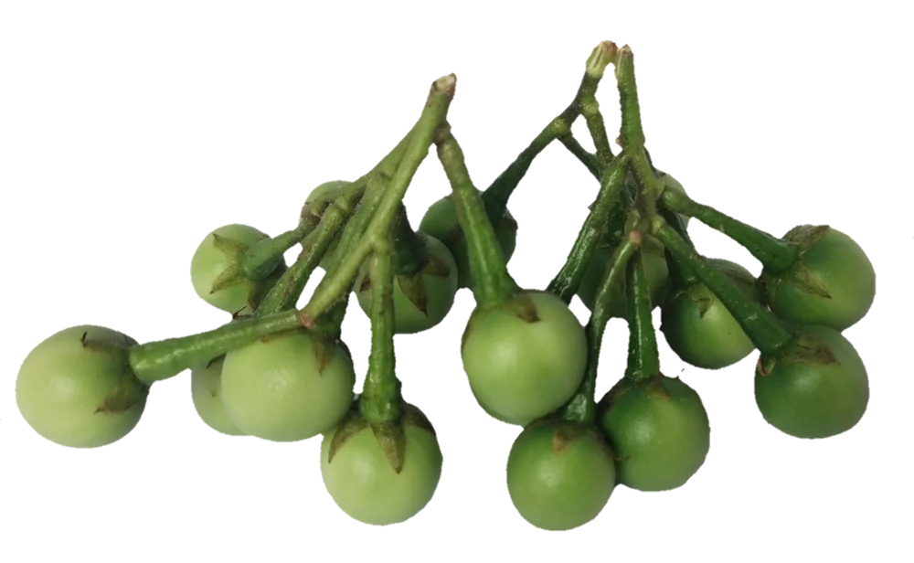 
Pea Eggplant Solanum trilobatum Ceylon Ayurvedic Herbal Hygienic Organic Vegetable Thai Eggplant Small Eggplant 