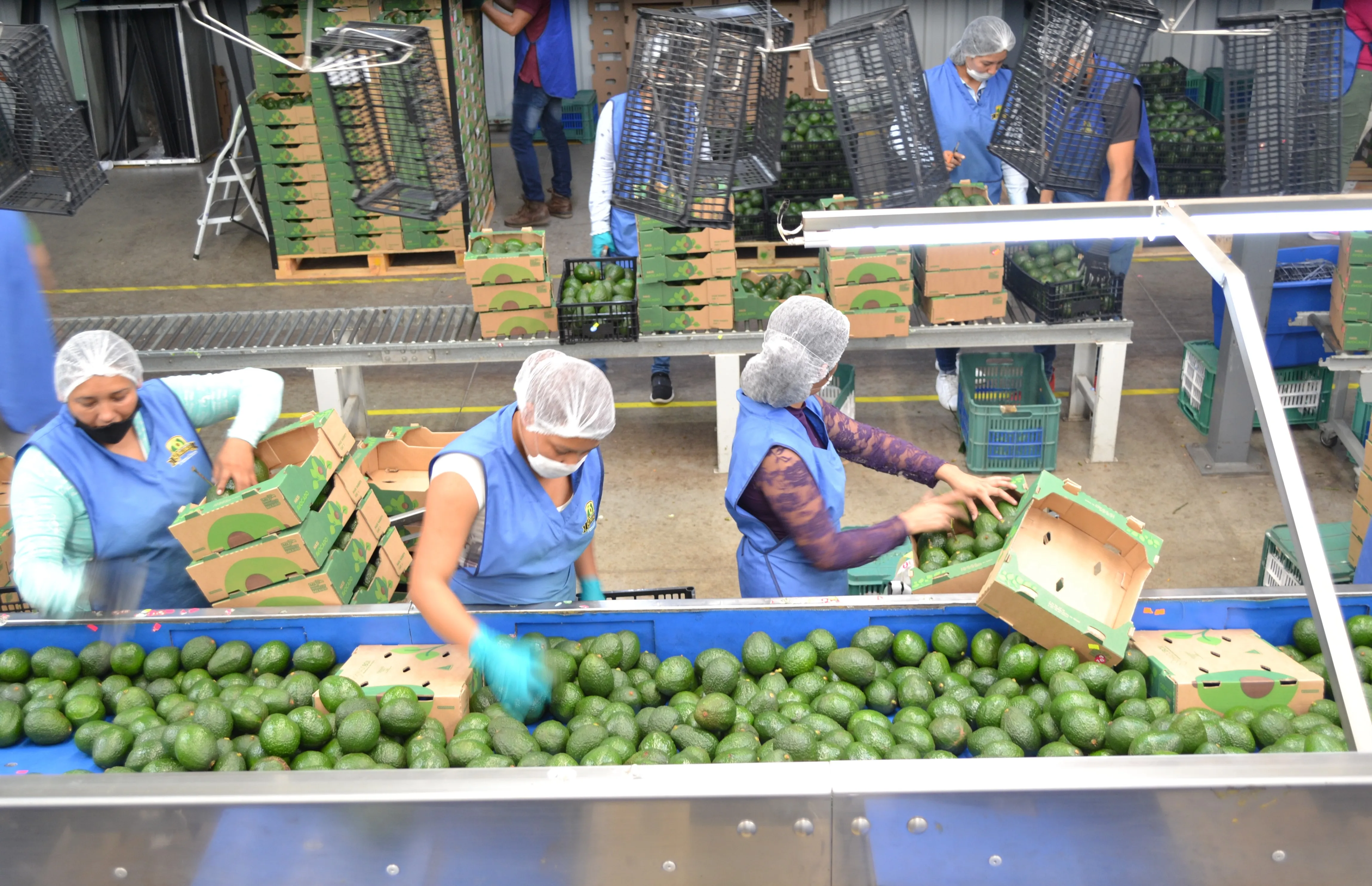 
Fresh quality Mexican hass avocado 