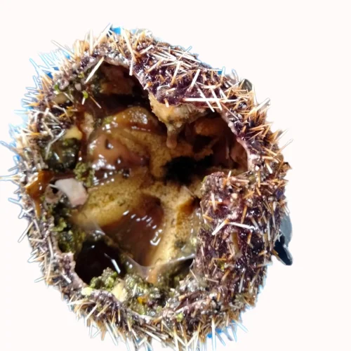 
VIETNAMESE SEA URCHIN ROE COMPETITIVE PRICE FOR WHOLESALES 