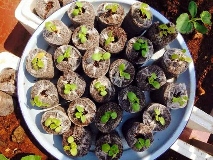 Coir Jiffy Plugs discs pellets From Vietnam Coco Peat Pellet Use As