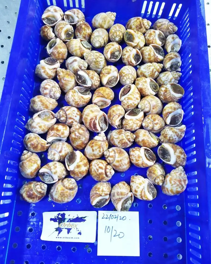 
100% Live Frozen Top Shells (Baigai) 